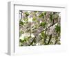 Close-Up of Cherry Blossom Flowers, Harajuku, Meiji Shrine, Tokyo, Japan-null-Framed Photographic Print