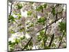 Close-Up of Cherry Blossom Flowers, Harajuku, Meiji Shrine, Tokyo, Japan-null-Mounted Photographic Print