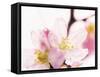 Close Up of Cherry Blossom-null-Framed Stretched Canvas