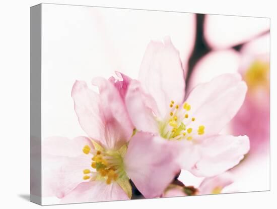 Close Up of Cherry Blossom-null-Stretched Canvas