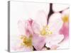 Close Up of Cherry Blossom-null-Stretched Canvas