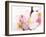 Close Up of Cherry Blossom-null-Framed Photographic Print