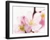 Close Up of Cherry Blossom-null-Framed Photographic Print