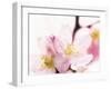 Close Up of Cherry Blossom-null-Framed Photographic Print