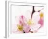 Close Up of Cherry Blossom-null-Framed Photographic Print