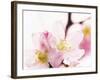 Close Up of Cherry Blossom-null-Framed Photographic Print