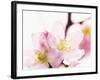 Close Up of Cherry Blossom-null-Framed Photographic Print