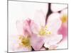 Close Up of Cherry Blossom-null-Mounted Photographic Print