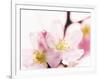 Close Up of Cherry Blossom-null-Framed Photographic Print