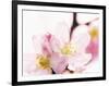 Close Up of Cherry Blossom-null-Framed Photographic Print