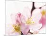 Close Up of Cherry Blossom-null-Mounted Photographic Print