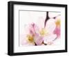 Close Up of Cherry Blossom-null-Framed Photographic Print