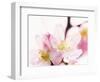 Close Up of Cherry Blossom-null-Framed Photographic Print