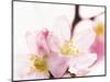 Close Up of Cherry Blossom-null-Mounted Photographic Print