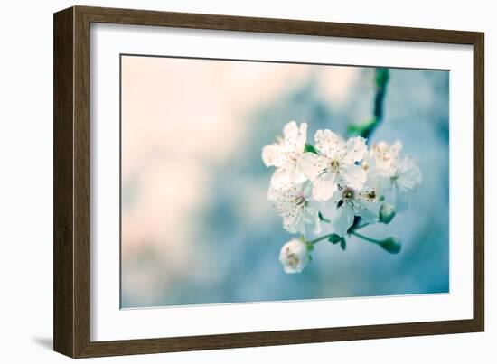 Close-Up of Cherry Blossom-Inguna Plume-Framed Photographic Print