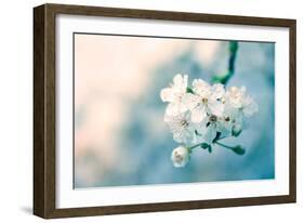 Close-Up of Cherry Blossom-Inguna Plume-Framed Photographic Print