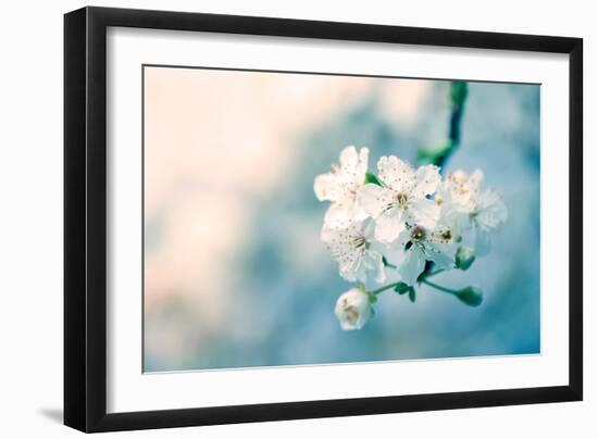 Close-Up of Cherry Blossom-Inguna Plume-Framed Photographic Print