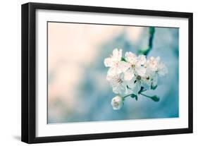 Close-Up of Cherry Blossom-Inguna Plume-Framed Photographic Print