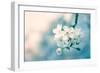 Close-Up of Cherry Blossom-Inguna Plume-Framed Photographic Print