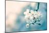 Close-Up of Cherry Blossom-Inguna Plume-Mounted Photographic Print