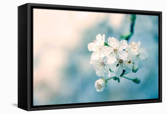 Close-Up of Cherry Blossom-Inguna Plume-Framed Stretched Canvas