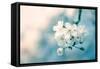 Close-Up of Cherry Blossom-Inguna Plume-Framed Stretched Canvas