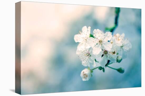 Close-Up of Cherry Blossom-Inguna Plume-Stretched Canvas