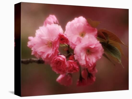 Close-up of Cherry Blossoms at Osaka Cherry Blossom Festival, Osaka, Japan-Nancy & Steve Ross-Stretched Canvas