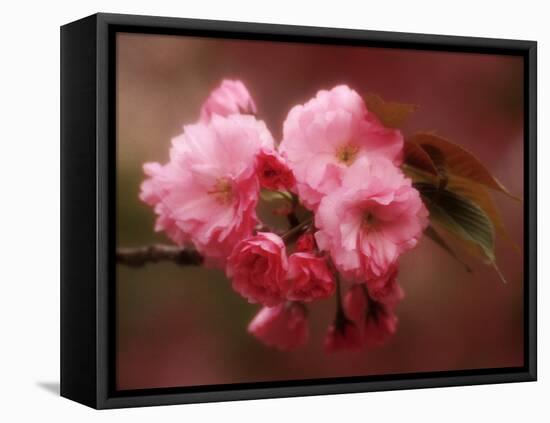 Close-up of Cherry Blossoms at Osaka Cherry Blossom Festival, Osaka, Japan-Nancy & Steve Ross-Framed Stretched Canvas