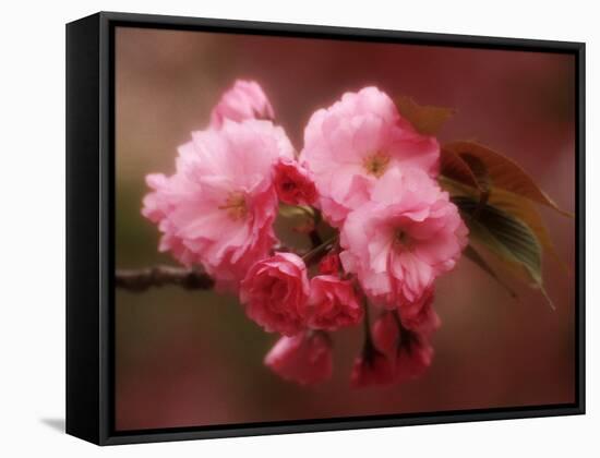 Close-up of Cherry Blossoms at Osaka Cherry Blossom Festival, Osaka, Japan-Nancy & Steve Ross-Framed Stretched Canvas