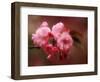 Close-up of Cherry Blossoms at Osaka Cherry Blossom Festival, Osaka, Japan-Nancy & Steve Ross-Framed Photographic Print