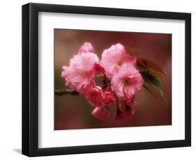 Close-up of Cherry Blossoms at Osaka Cherry Blossom Festival, Osaka, Japan-Nancy & Steve Ross-Framed Photographic Print