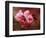 Close-up of Cherry Blossoms at Osaka Cherry Blossom Festival, Osaka, Japan-Nancy & Steve Ross-Framed Photographic Print