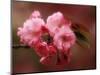 Close-up of Cherry Blossoms at Osaka Cherry Blossom Festival, Osaka, Japan-Nancy & Steve Ross-Mounted Photographic Print