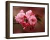 Close-up of Cherry Blossoms at Osaka Cherry Blossom Festival, Osaka, Japan-Nancy & Steve Ross-Framed Photographic Print