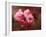 Close-up of Cherry Blossoms at Osaka Cherry Blossom Festival, Osaka, Japan-Nancy & Steve Ross-Framed Photographic Print