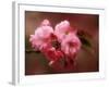 Close-up of Cherry Blossoms at Osaka Cherry Blossom Festival, Osaka, Japan-Nancy & Steve Ross-Framed Photographic Print