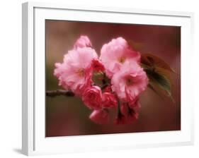 Close-up of Cherry Blossoms at Osaka Cherry Blossom Festival, Osaka, Japan-Nancy & Steve Ross-Framed Photographic Print