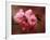 Close-up of Cherry Blossoms at Osaka Cherry Blossom Festival, Osaka, Japan-Nancy & Steve Ross-Framed Photographic Print