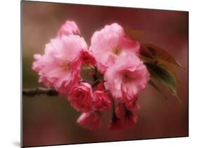 Close-up of Cherry Blossoms at Osaka Cherry Blossom Festival, Osaka, Japan-Nancy & Steve Ross-Mounted Photographic Print