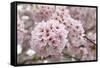 Close-Up of Cherry Blossoms-Richard T. Nowitz-Framed Stretched Canvas