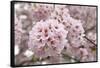 Close-Up of Cherry Blossoms-Richard T. Nowitz-Framed Stretched Canvas