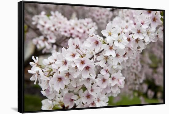 Close-Up of Cherry Blossoms-Richard T. Nowitz-Framed Stretched Canvas