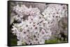 Close-Up of Cherry Blossoms-Richard T. Nowitz-Framed Stretched Canvas