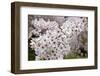 Close-Up of Cherry Blossoms-Richard T. Nowitz-Framed Photographic Print