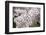 Close-Up of Cherry Blossoms-Richard T. Nowitz-Framed Photographic Print