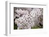 Close-Up of Cherry Blossoms-Richard T. Nowitz-Framed Photographic Print