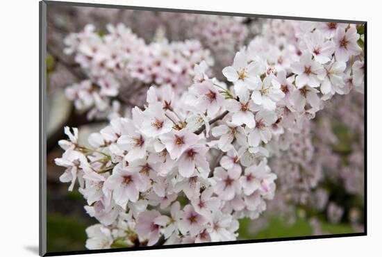 Close-Up of Cherry Blossoms-Richard T. Nowitz-Mounted Photographic Print