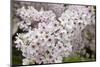 Close-Up of Cherry Blossoms-Richard T. Nowitz-Mounted Photographic Print