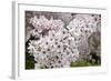 Close-Up of Cherry Blossoms-Richard T. Nowitz-Framed Photographic Print